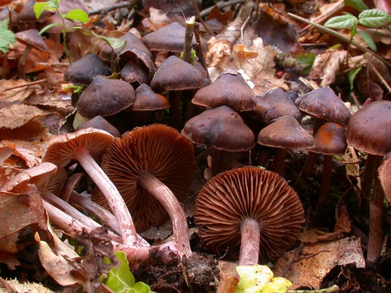 Mycoflora toscana - Cortinarius vernus